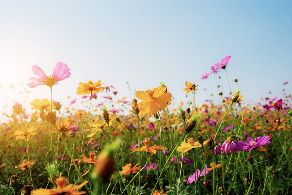 champs de fleurs au soleil