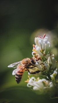 abeille qui butine