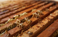 développement d'allergènes sur cadre de ruche