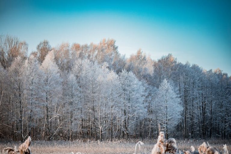 hiver qui réchauffe