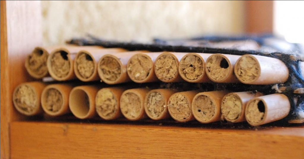 tubes de cocons d'abeilles sauvages