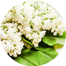 Lilas blanc