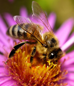 abeille butine