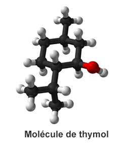 molécule de thymol