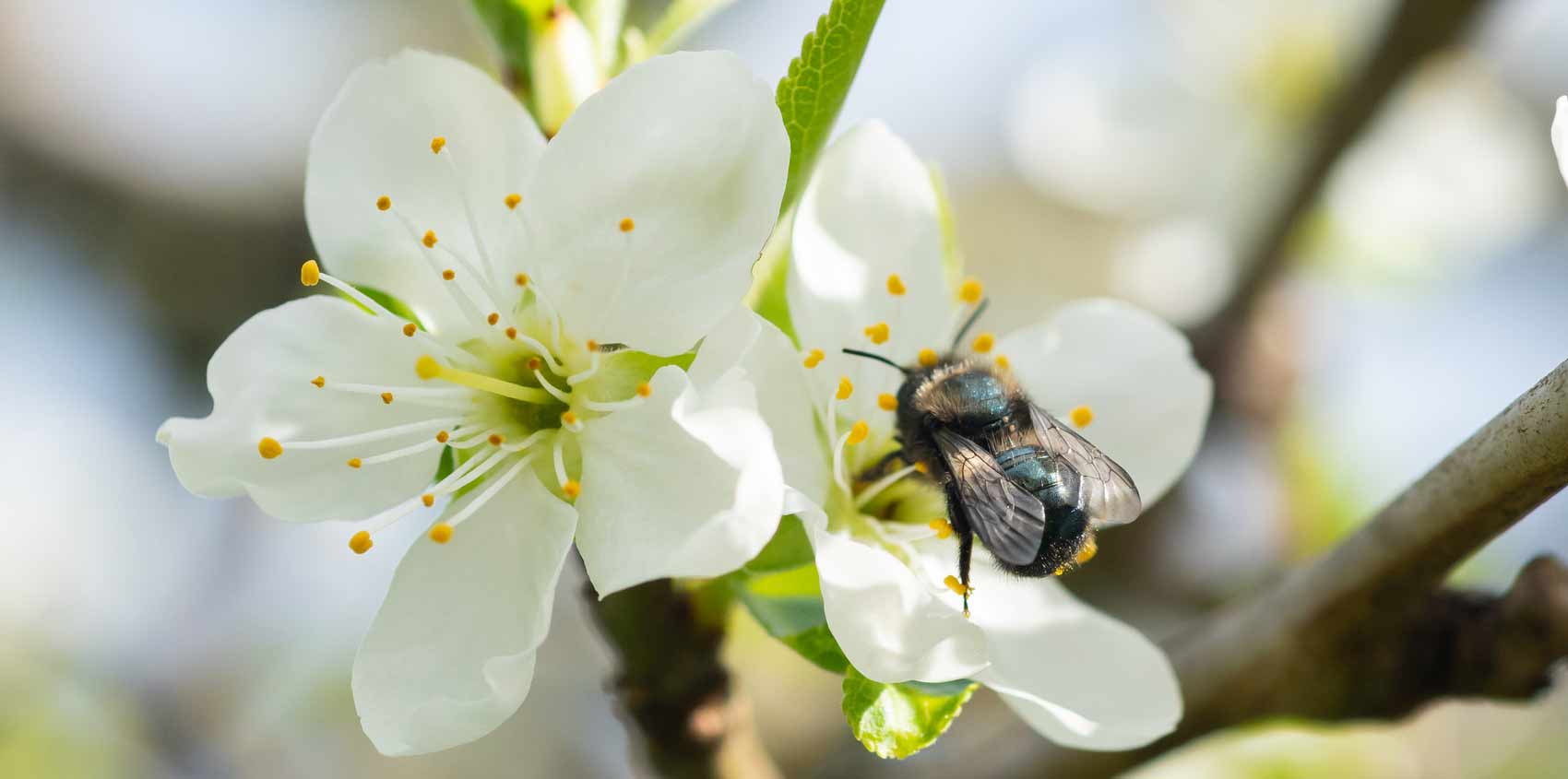 Pour Les Abeilles et La Biodiversité